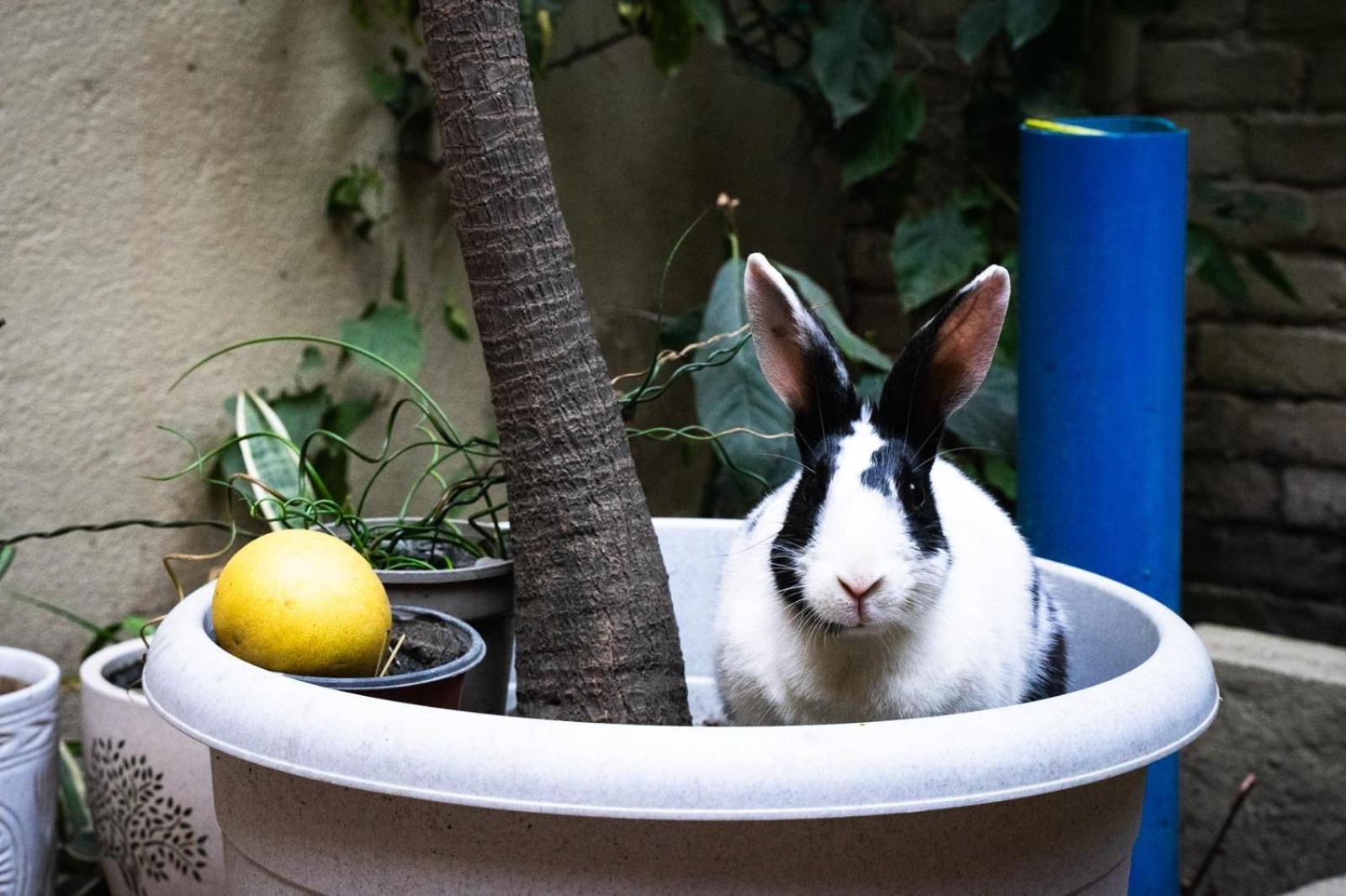 דירות קטמנדו The Melo Pomelo Courtyard. מראה חיצוני תמונה